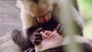 Open Wide! A Capuchin Visits The Dentist | Walk On The Wild Side | Funny Talking Animals | BBC Earth