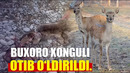 Samarqandda «Qizil kitob»ga kiritilgan xonguli otib o‘ldirildi