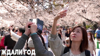 Цветущая сакура преобразила парк Уэно в Токио