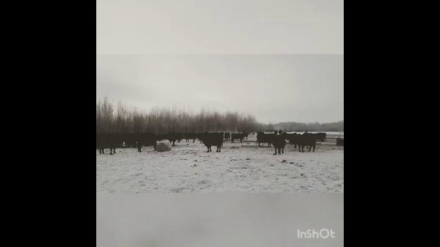 AdeleChallange from Kazakhstan