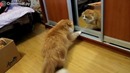 Кот который не любит себя