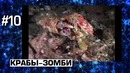 10 реальных животных-зомби