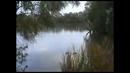Таинственная Большая рыба ест утку