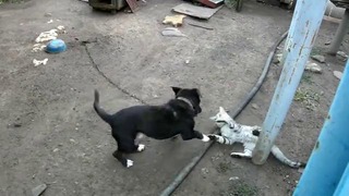 Забавная битва кошака и щенка