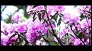 7 фактов о ЗАПАХАХ