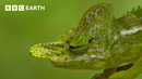 Chameleon Fights Off Rival Male | BBC Earth