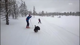 Глухарь на лыжи