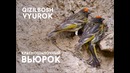 Birds-metro