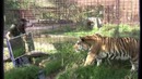 Зеркало и кошки