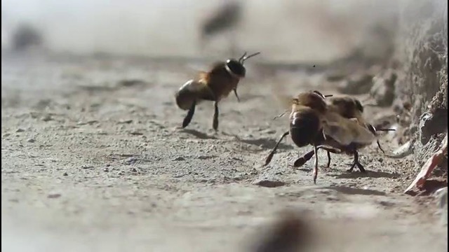 Bee.movie
