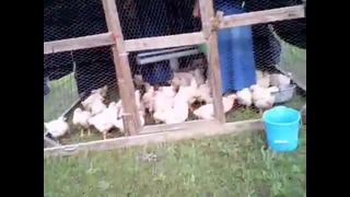 The Life Of A Broiler