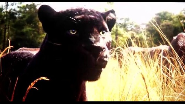 Книга джунглей / The Jungle Book-Фрагмент фильма