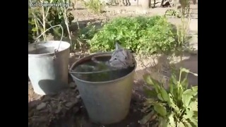 Кошка в ведре с водой