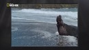 Nat Geo Wild: Созданные убивать: Большая белая акула
