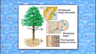 Биология – Ботаника – Испарение воды листьями. Листопад