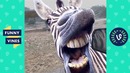 Try not to laugh – bad day watch these funny animals