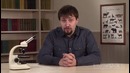 Биология – Классы моллюсков