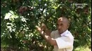 Тошкент вилояти олҳўри боғларига саёхат