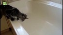 Кошки в воде