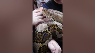 Longest snake in captivity – Medua at 7.67 metres (25 ft 2 in)