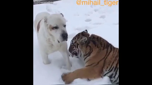 Тигр играет с собакой