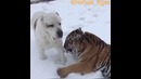 Тигр играет с собакой