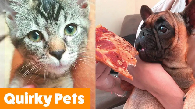 Adorable Silly Pets | Funny Pet Videos