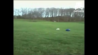 Собака и мяч