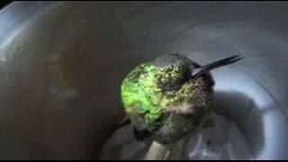 Как храпит колибри