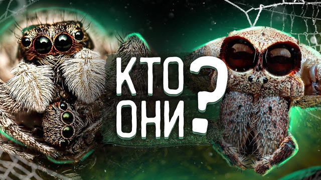 ПАУКИ – ЧТО МЫ О НИХ НЕ ЗНАЕМ? Удивительная жизнь самых пугающих насекомых на планете