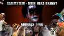 Rammstein – Mein Herz Brennt (Animal Cover)