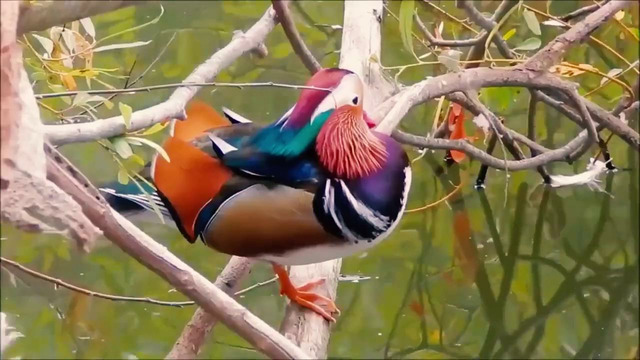 Самые яркие и красивые птицы в мире