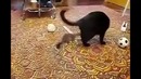 Горностай достаёт кота