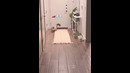 Funny animals – Funny cats / dogs – Funny animal videos 288