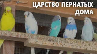600 попугаев в доме: жизнь среди птиц