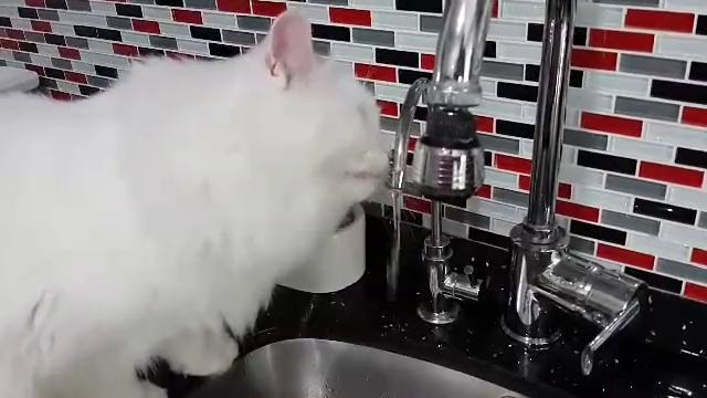 Котик пьёт воду из-под крана