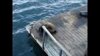 Морской котик копирует смех девушки