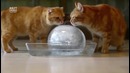 Котики и ледяной шар