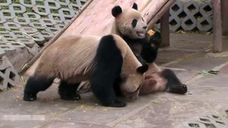 Жадный панда