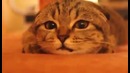 Ну всё я кошатник