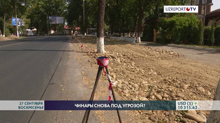 Многолетние чинары в Ташкенте снова под угрозой