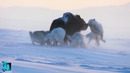 Вы ДОЛЖНЫ Это Увидеть! Сражения Животных Снятые на Камеру