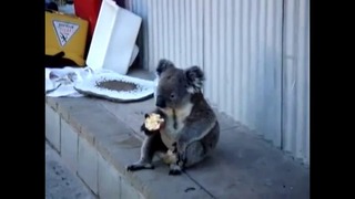 Грустный коала ест яблоко и вспоминает жизнь