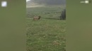 Дерзкий пес привел львов в замешательство