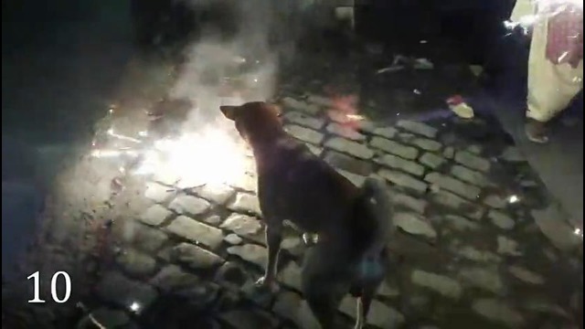 12 животных, которые потеряли свой страх