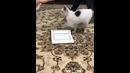 Кошка не наступает на коран