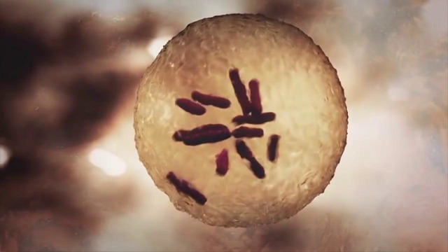 EBOLA – Официальный трейлер