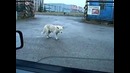 Танцор собака