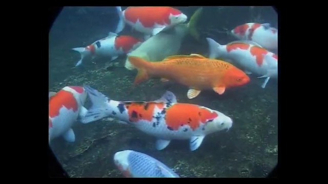 Подводное царство аквариума / Aquatic kingdom (серия 2, часть 1)
