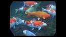 Подводное царство аквариума / Aquatic kingdom (серия 2, часть 1)